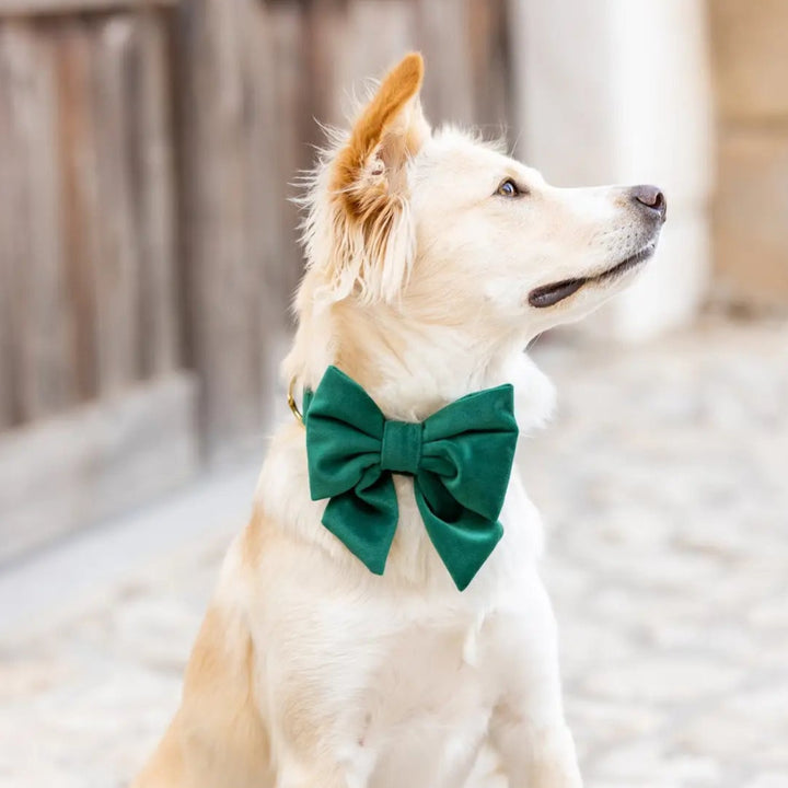 GREEN VELVET HOLIDAY LADY DOG BOW The Foggy Dog Holiday Pet GREEN VELVET HOLIDAY LADY DOG BOW Bonjour Fete - Party Supplies