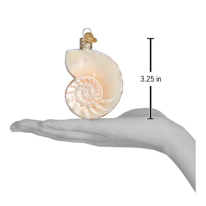 Nautilus shell ornament on an open palm beside a 3.25 inch height marker