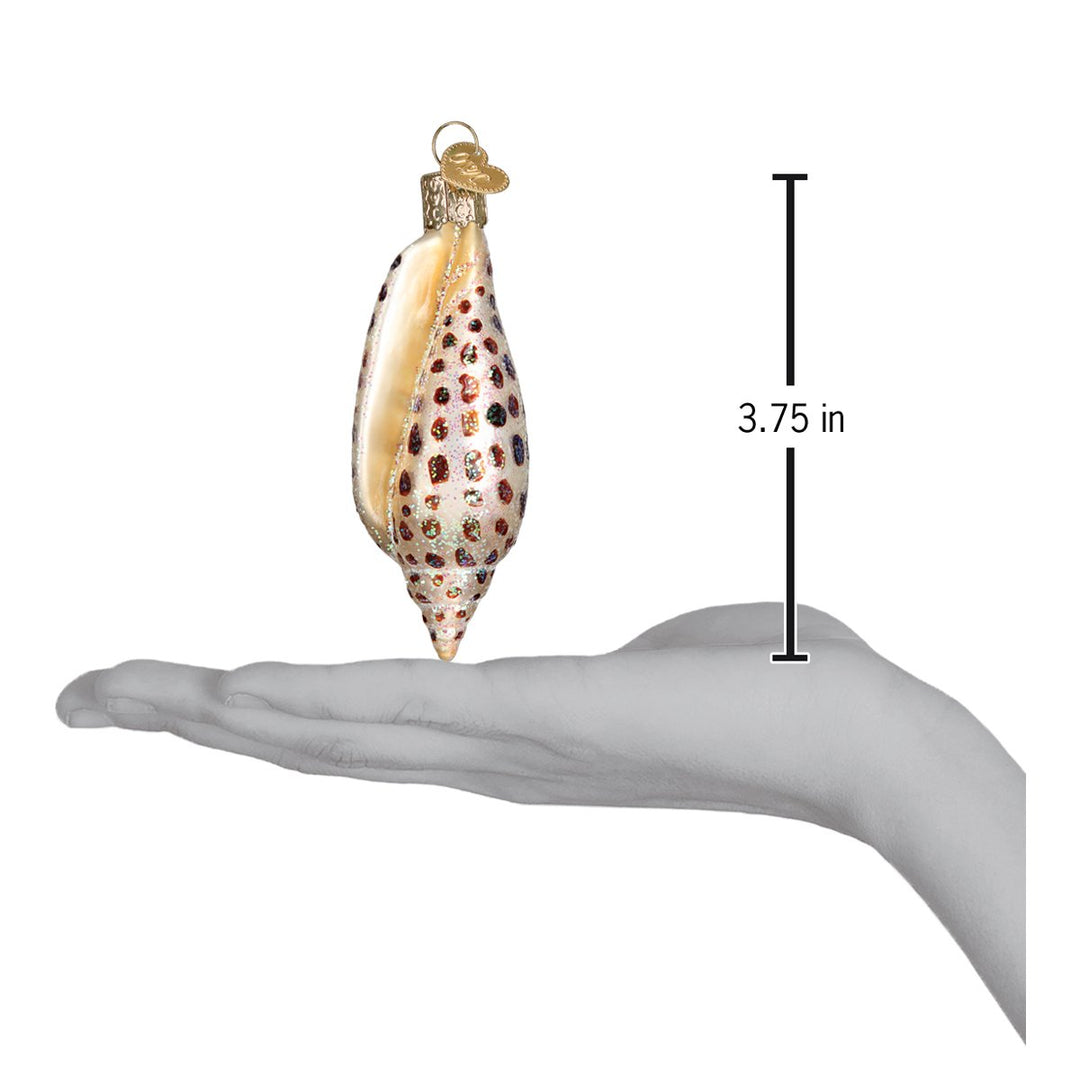 Junonia shell ornament on an open palm beside a 3.75 inch height marker