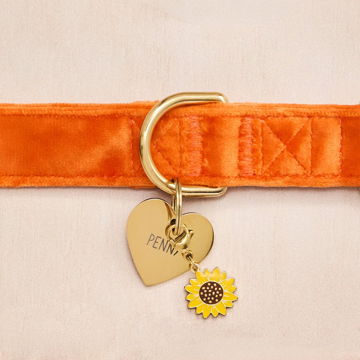 Pumpkin Velvet Dog Collar