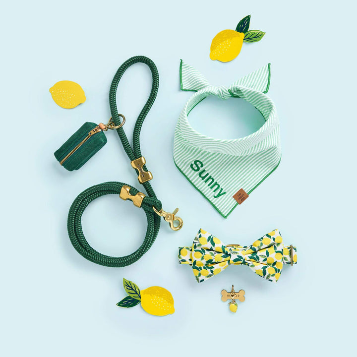 Lemon Zest Dog Collar - Bonjour Fête 