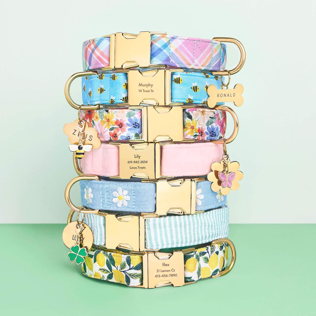 Lemon Zest Dog Collar - Bonjour Fête 