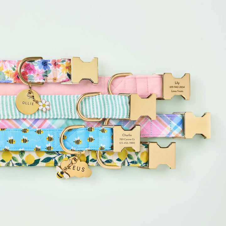 Lemon Zest Dog Collar - Bonjour Fête 