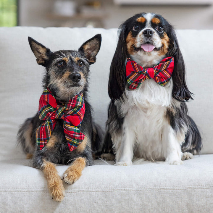 Terrier mix in a tartan lady bow and a Cavalier in the tartan bow tie on a white sofa