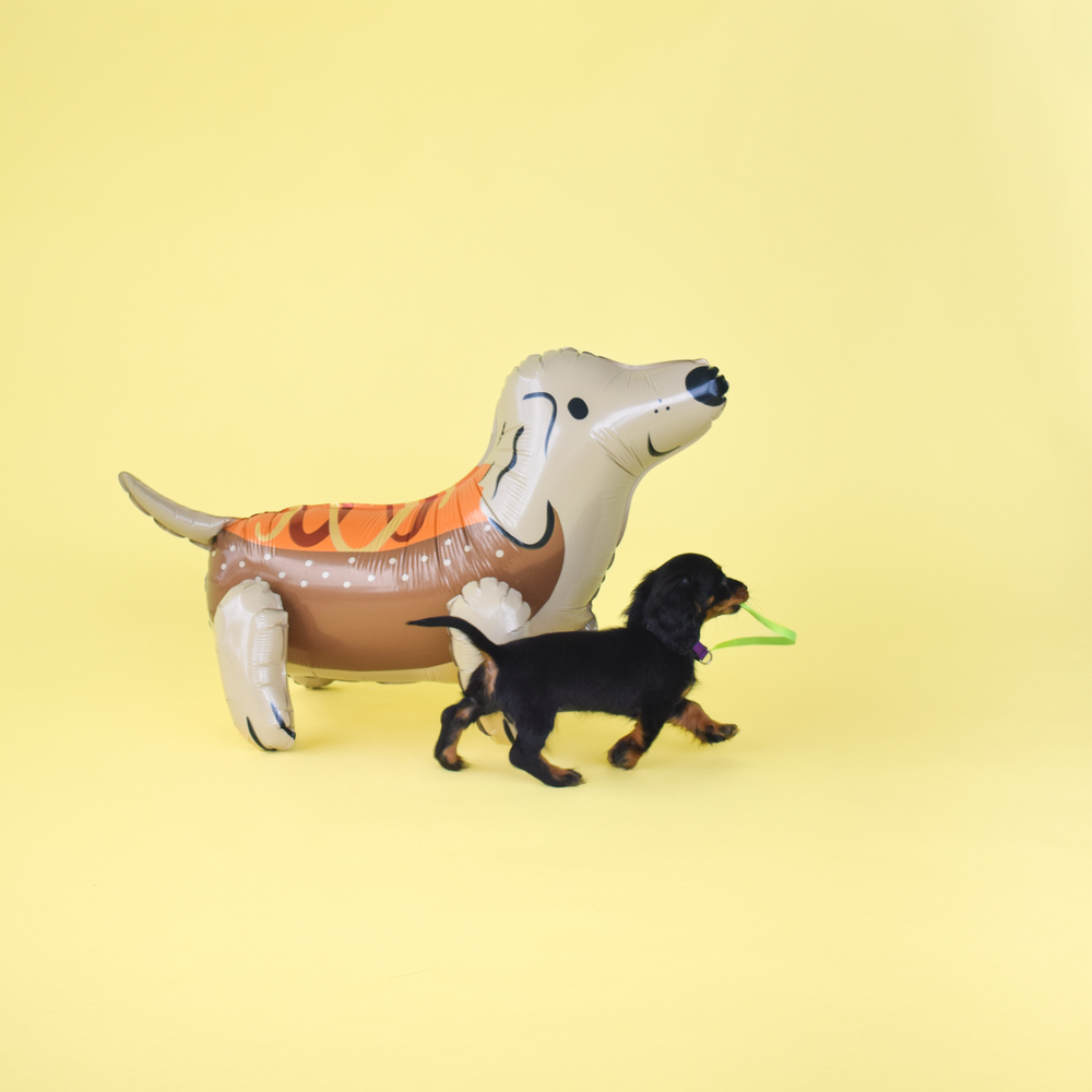 Trick or Treat Street Hot Dog Dachshund Mylar Balloon Jollity & Co. + Daydream Society Trick or Treat Street Hot Dog Dachshund Mylar Balloon Bonjour Fete - Party Supplies