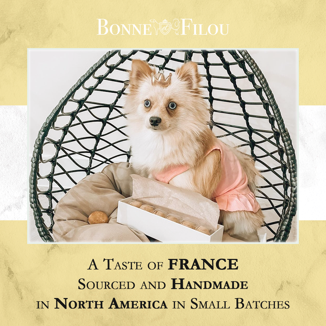 Crème Brulée Macaron Dog Treats Bonjour Fete Party Supplies Pet