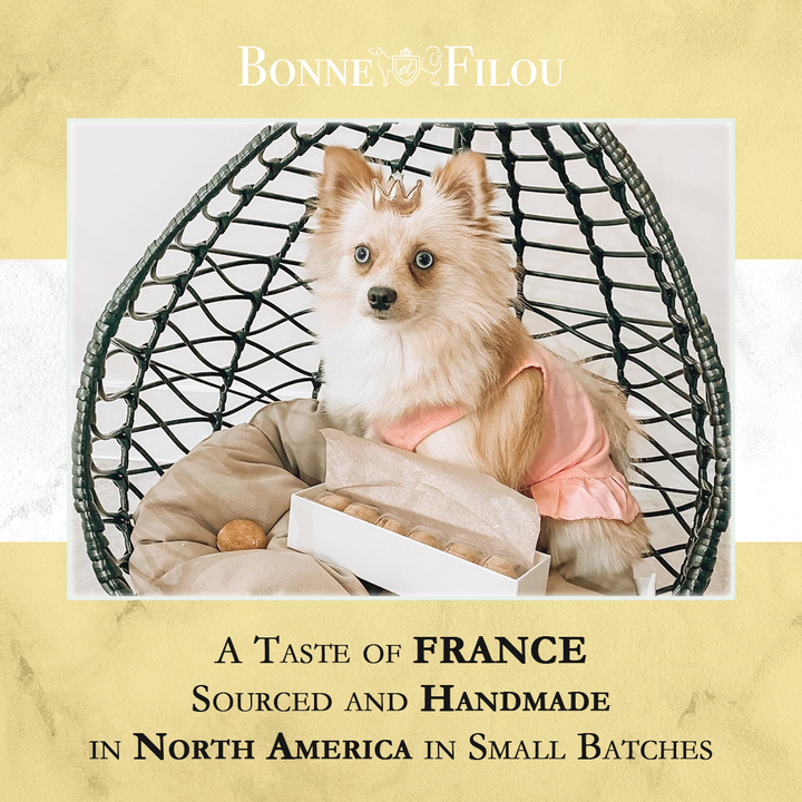 Crème Brulée Macaron Dog Treats Bonjour Fete Party Supplies Pet