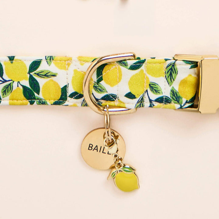 Lemon Zest Dog Collar - Bonjour Fête 