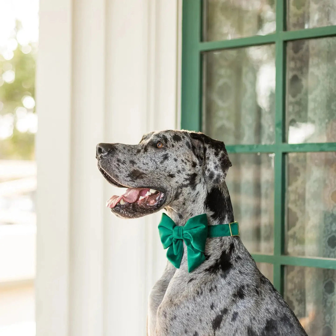 GREEN VELVET HOLIDAY LADY DOG BOW The Foggy Dog Holiday Pet GREEN VELVET HOLIDAY LADY DOG BOW Bonjour Fete - Party Supplies