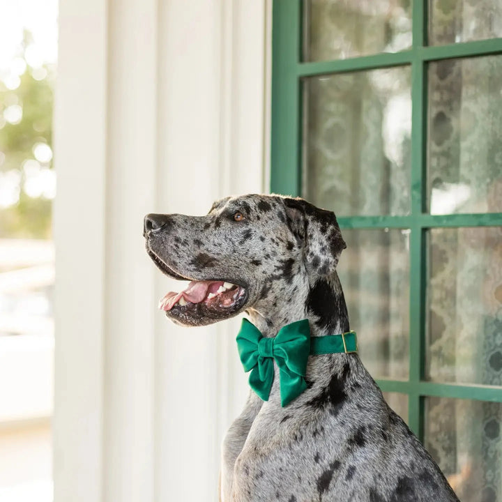 GREEN VELVET HOLIDAY LADY DOG BOW The Foggy Dog Holiday Pet GREEN VELVET HOLIDAY LADY DOG BOW Bonjour Fete - Party Supplies