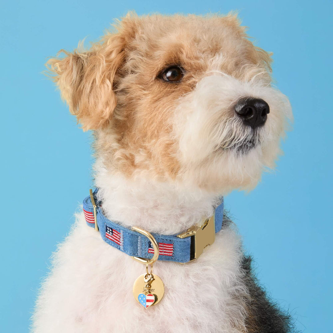 Dog wearing the American flag collar with a coordinating charm