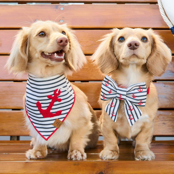 Anchor embroidered lady bow dog collar styled for summer