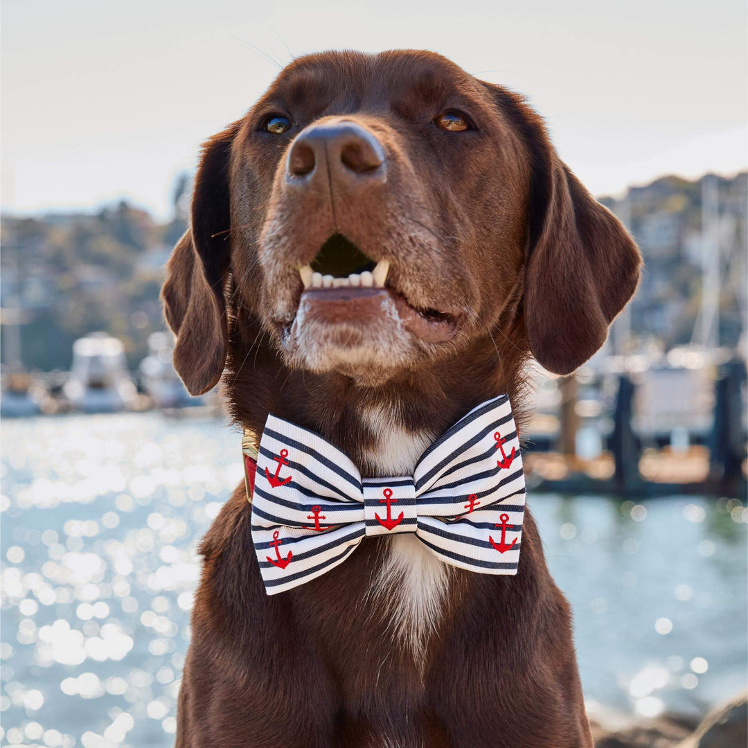 Anchor Embroidered Bow Tie Collar - Bonjour Fête 
