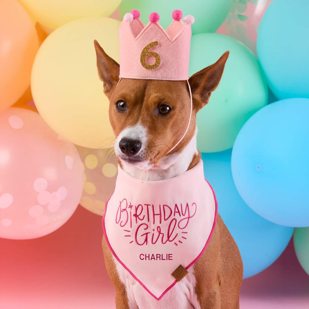 Basenji in a blush crown with a gold 6 and a Birthday Girl bandana, pastel balloons behind