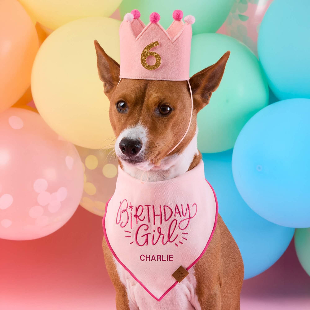 Basenji in the blush crown with a gold 6 and a Birthday Girl bandana, rainbow balloons behind