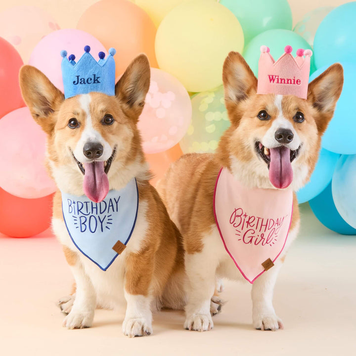 Two corgis in name crowns wearing Birthday Boy and Birthday Girl bandanas before rainbow balloons