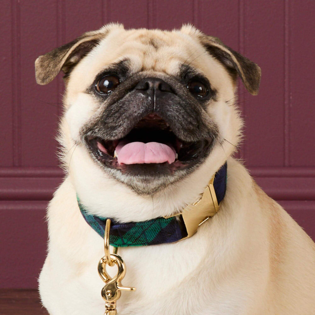 Pug in the navy and green Black Watch plaid collar against a burgundy paneled wall