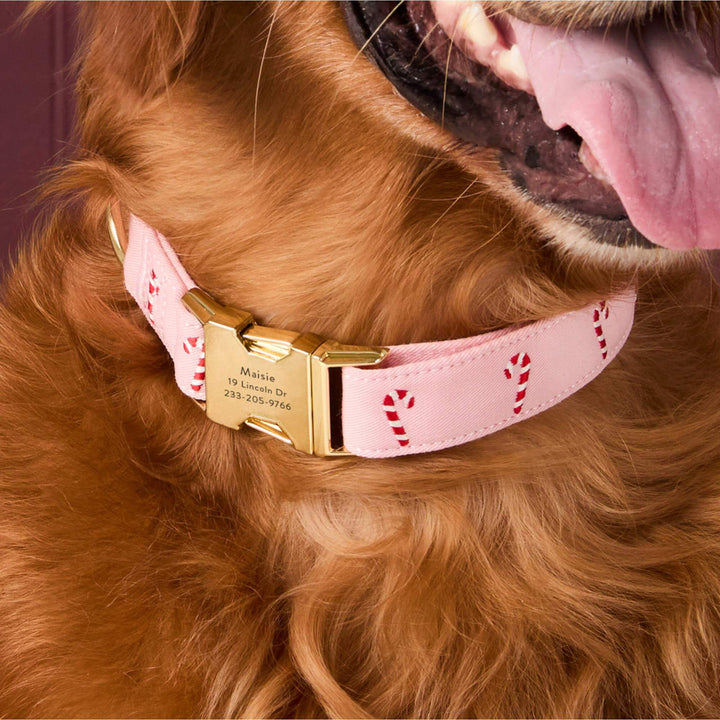 Golden retriever wearing the pink embroidered candy cane collar, gold buckle at the neck