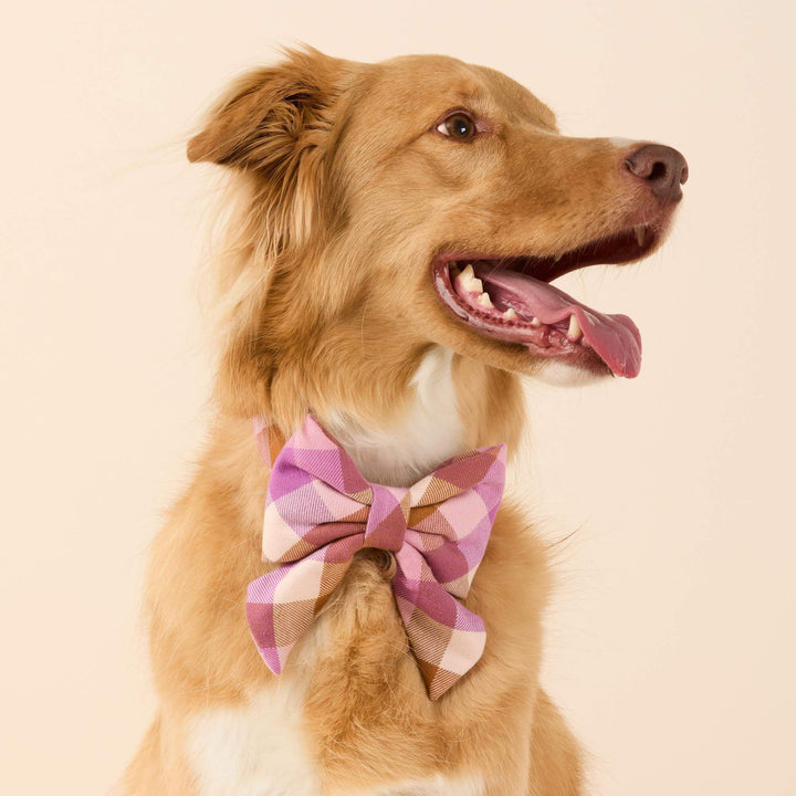 Bramble Flannel Lady Dog Bow