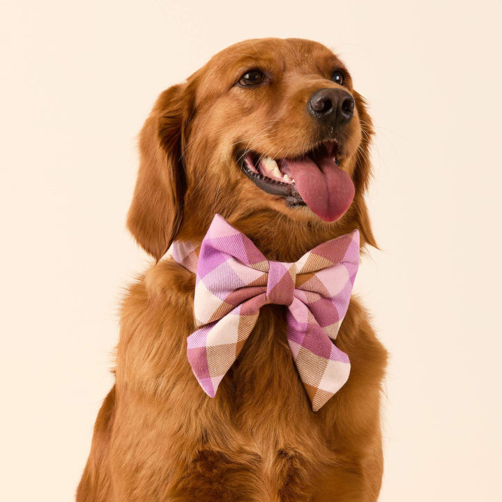 Bramble Flannel Lady Dog Bow
