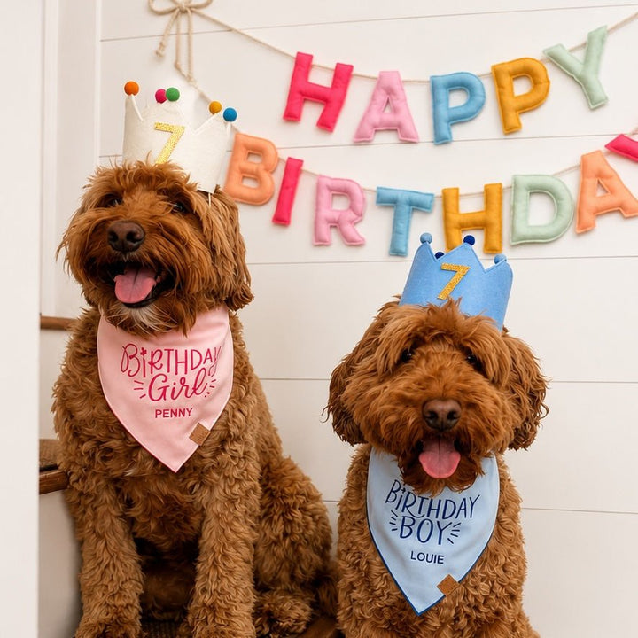 Two doodles in Birthday Girl and Birthday Boy bandanas under a felt Happy Birthday banner