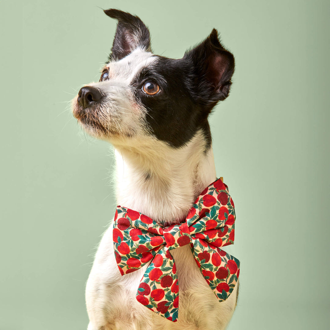 Apple of My Eye Lady Dog Bow