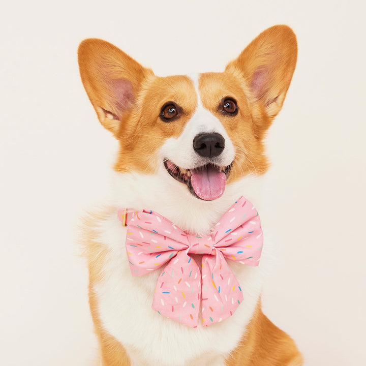 Corgi wearing a pink bow tie with sprinkles on a light background