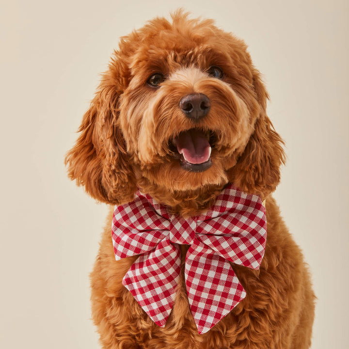 Small dog wearing the red gingham collar with a lady bow