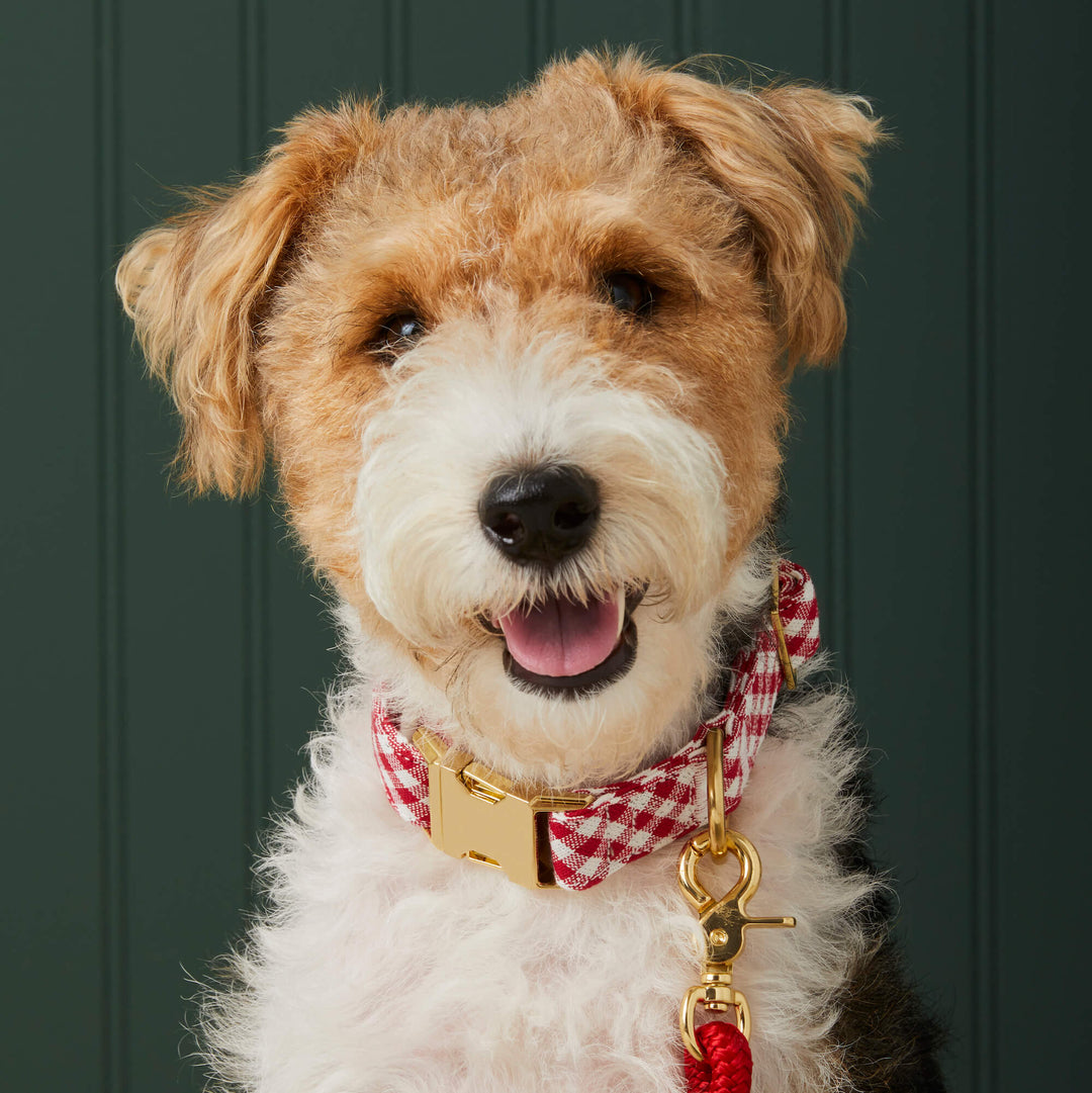 Red Gingham Collar Walk Set