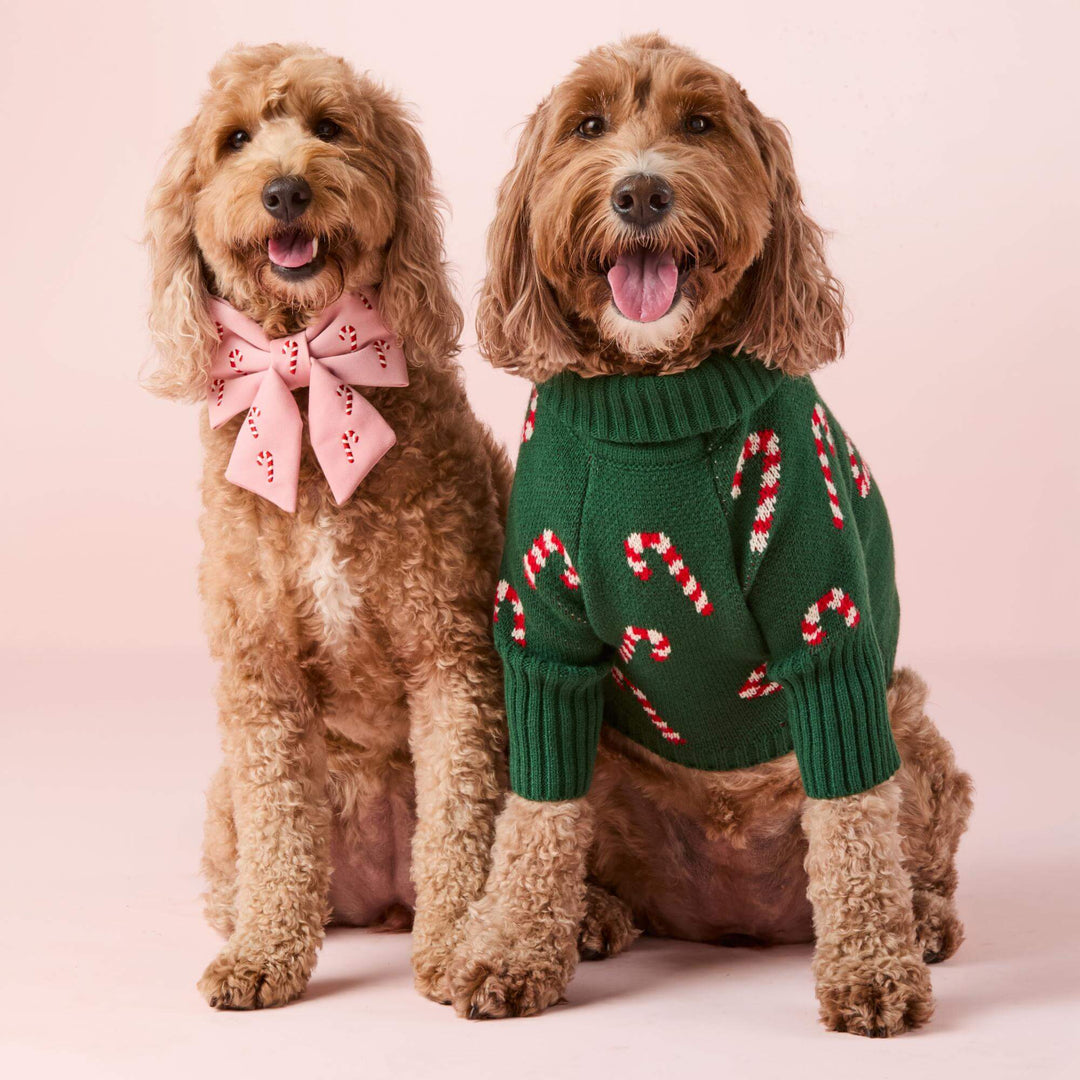 Two doodles in Christmas: one in the pink bow collar, one in a green candy cane sweater