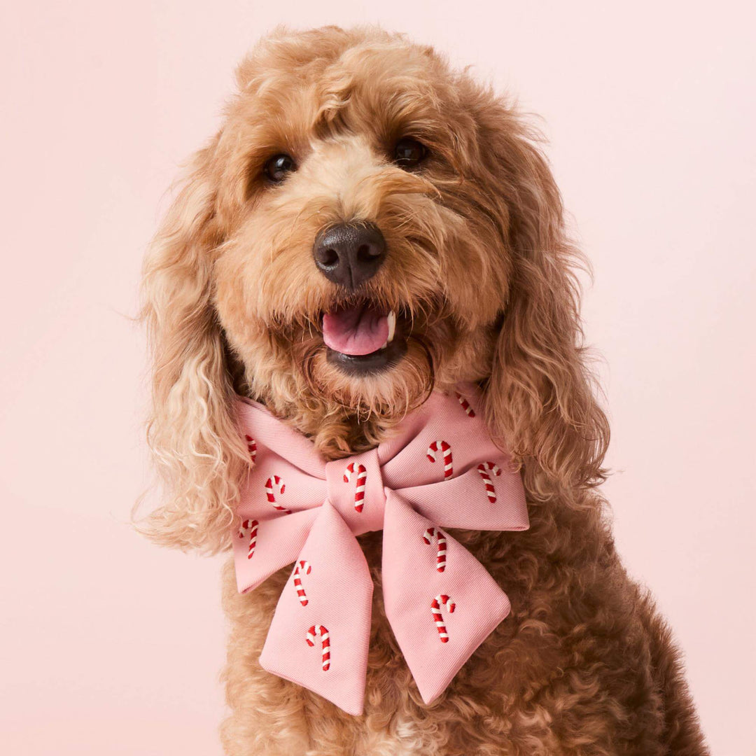 Curly golden doodle wearing the pink candy cane bow collar on a pink backdrop