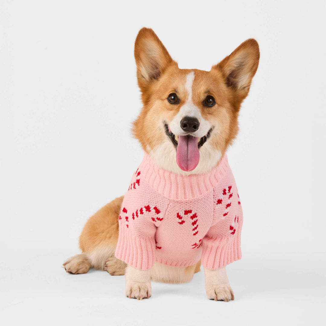 Corgi sitting front-on in the blush pink candy cane dog Christmas sweater on a pale gray backdrop