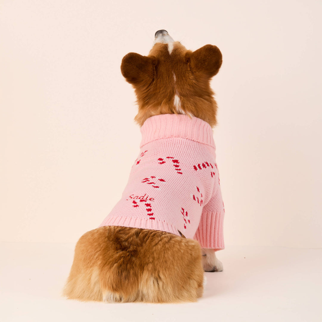 Corgi seen from behind in the pink candy cane sweater on a cream backdrop