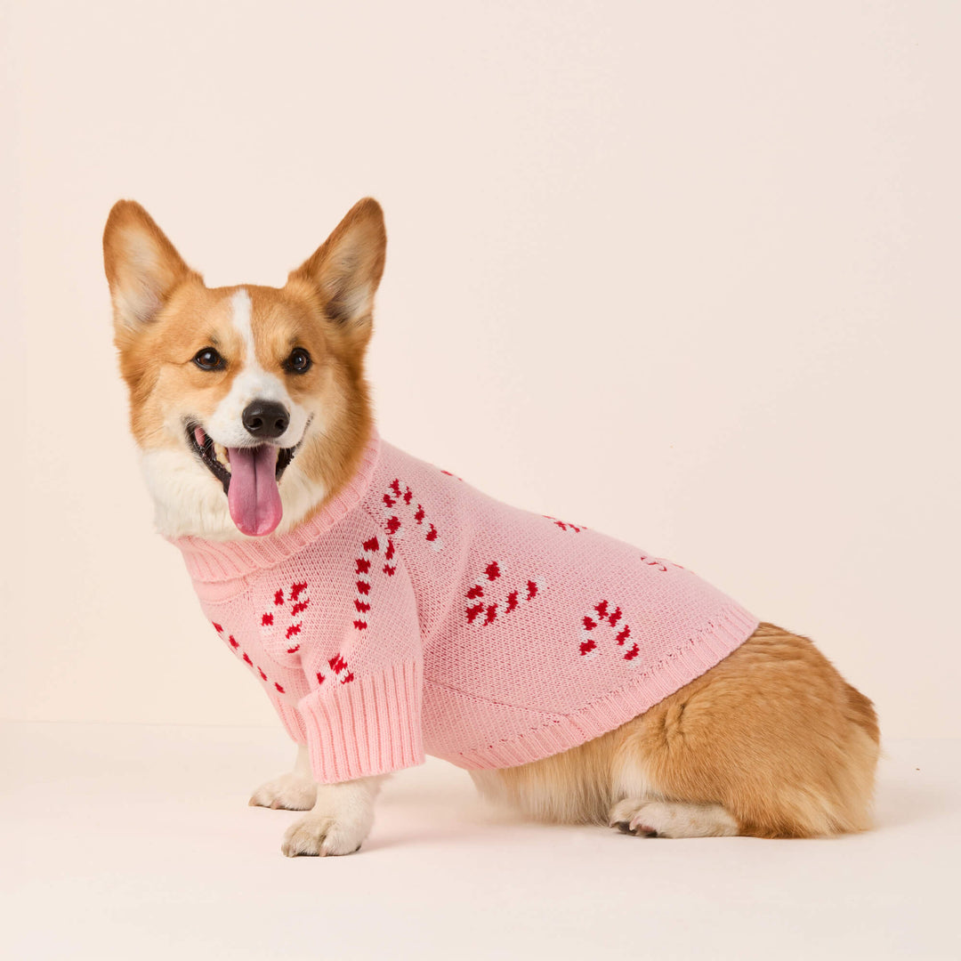 Corgi sitting at a three-quarter angle in the pink candy cane turtleneck, cream backdrop