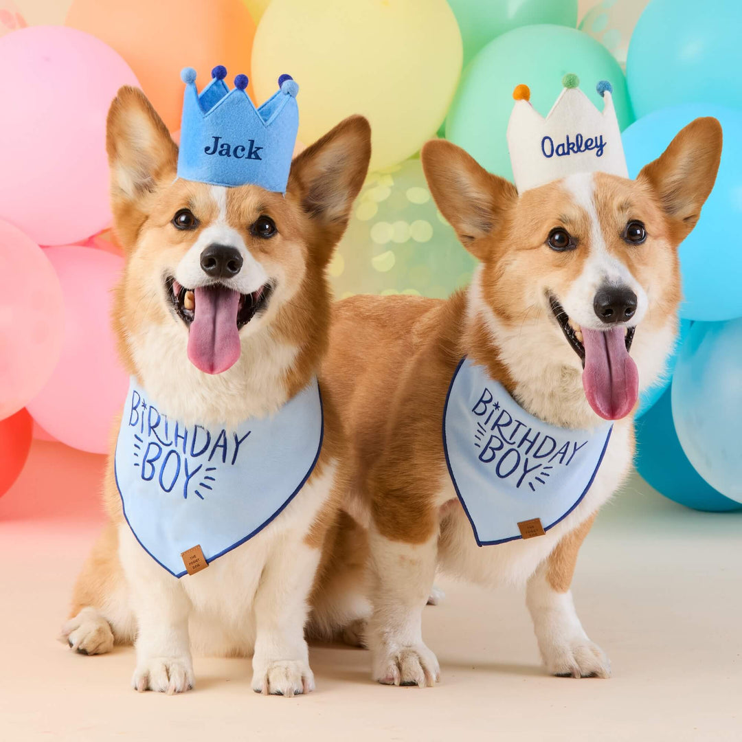 Two corgis in light blue and ivory name crowns and Birthday Boy bandanas in front of rainbow balloons