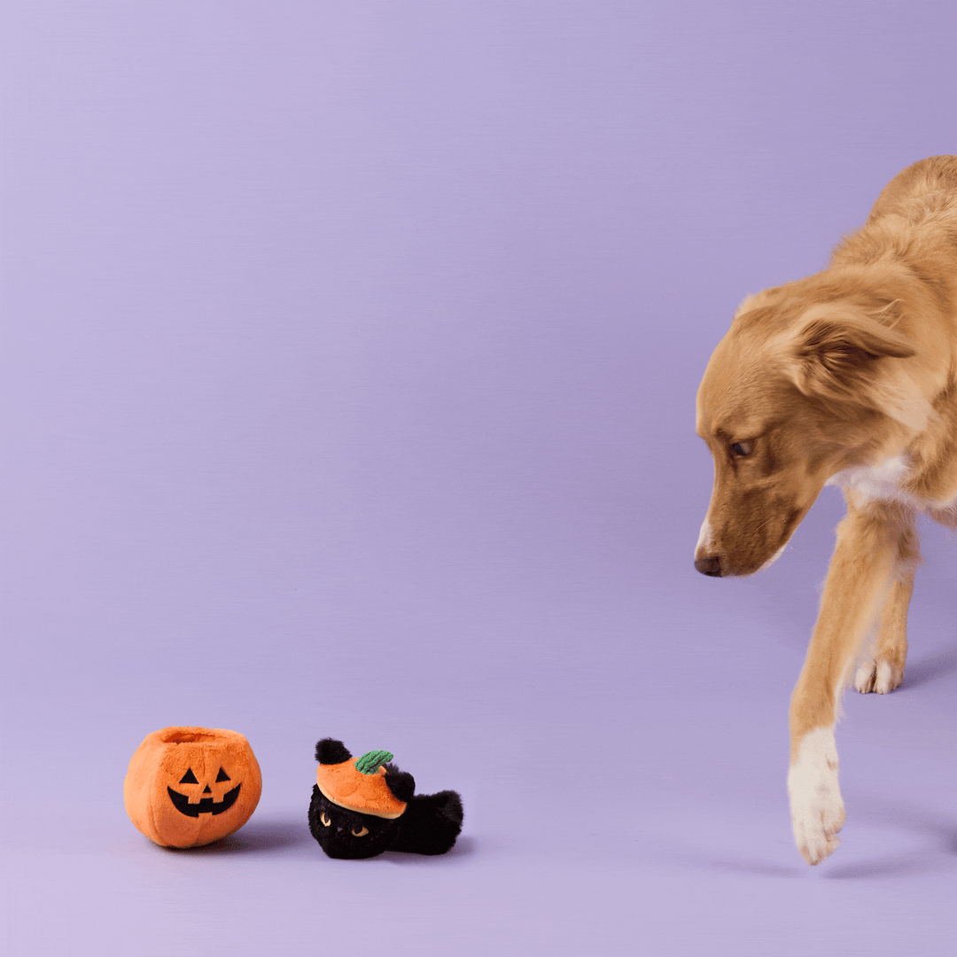Cat-o’-Lantern 2-in-1 Bounce Dog Toy