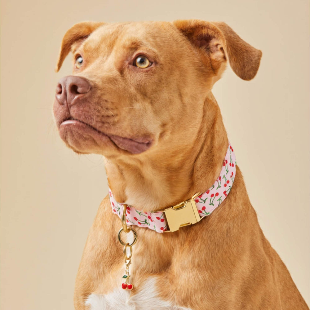 Cherry Jubilee Dog Collar - Bonjour Fête 