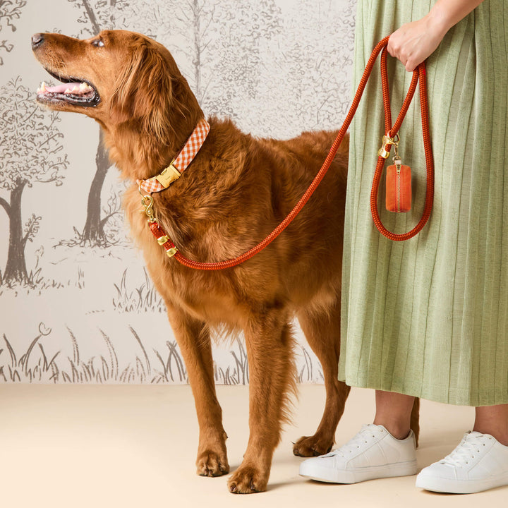 Cider Gingham Collar Walk Set