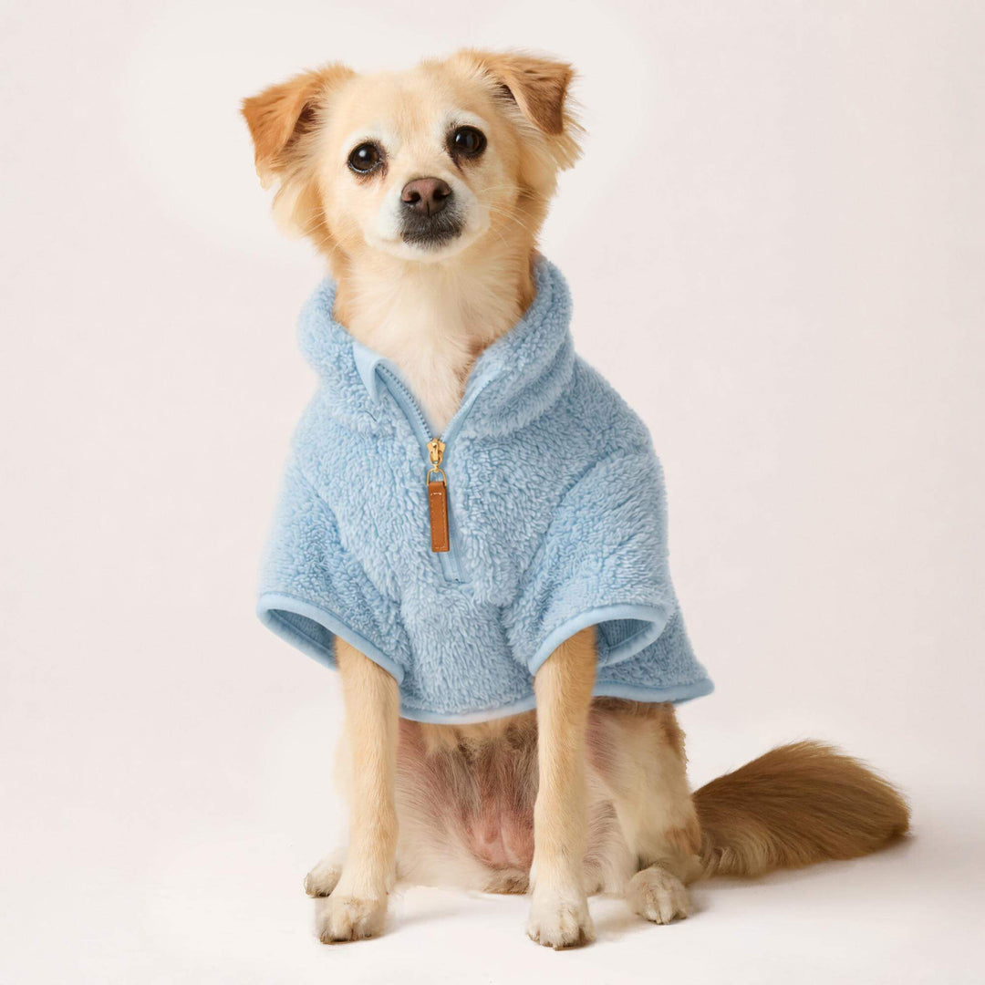 Small tan dog sitting front-on in the blue quarter-zip sherpa with a leather zipper pull