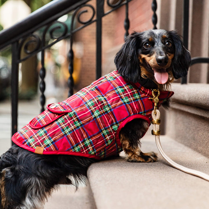 Long-haired dachshund sitting on outdoor steps in a red tartan quilted jacket beside a cream rope leash.