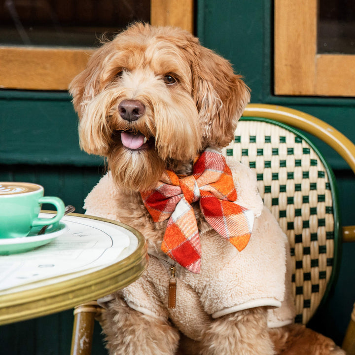 Pumpkin Spice Plaid Flannel Lady Bow Collar