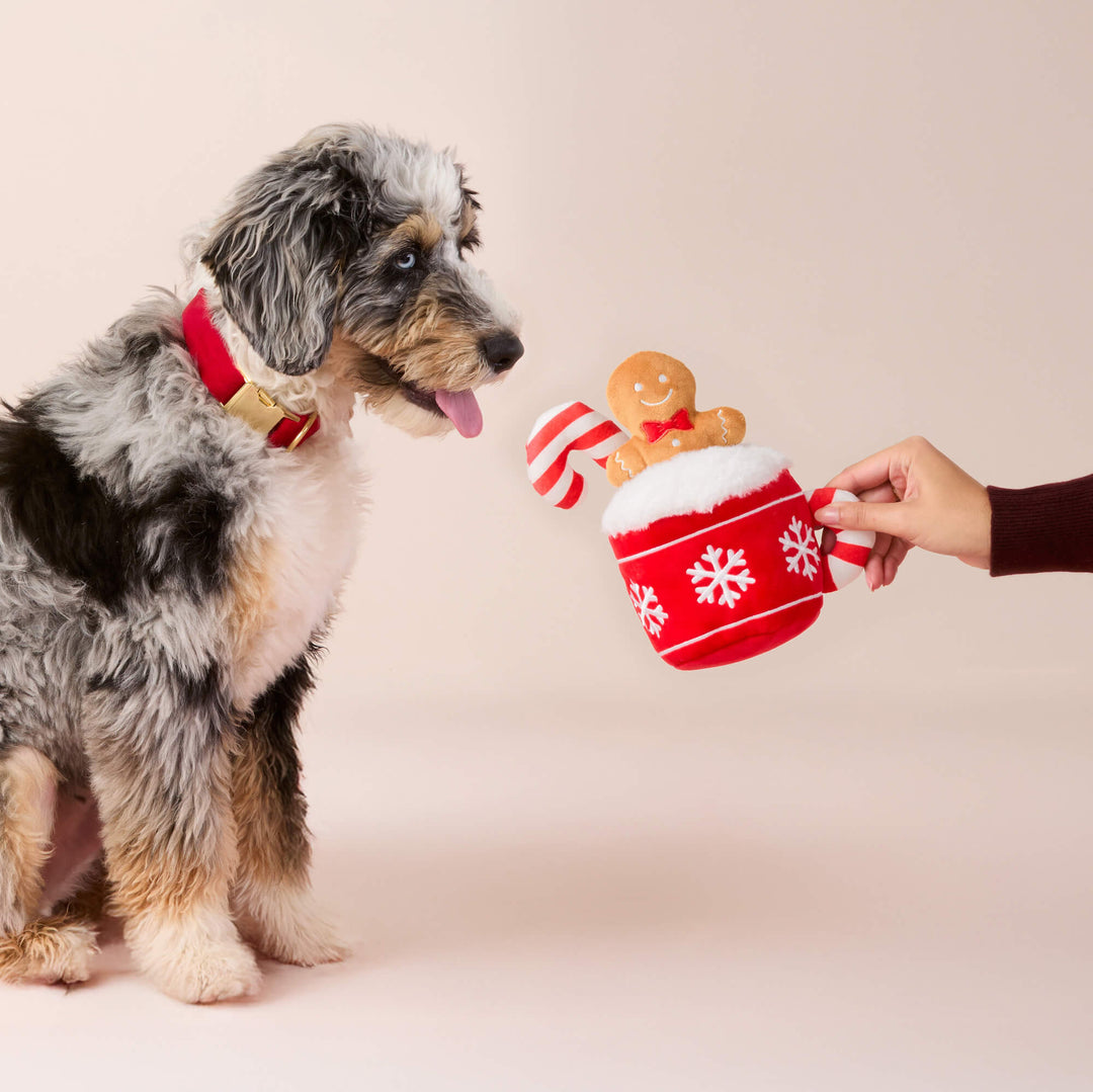 Merle doodle in a red collar reaching for the hot cocoa toy held out by a hand