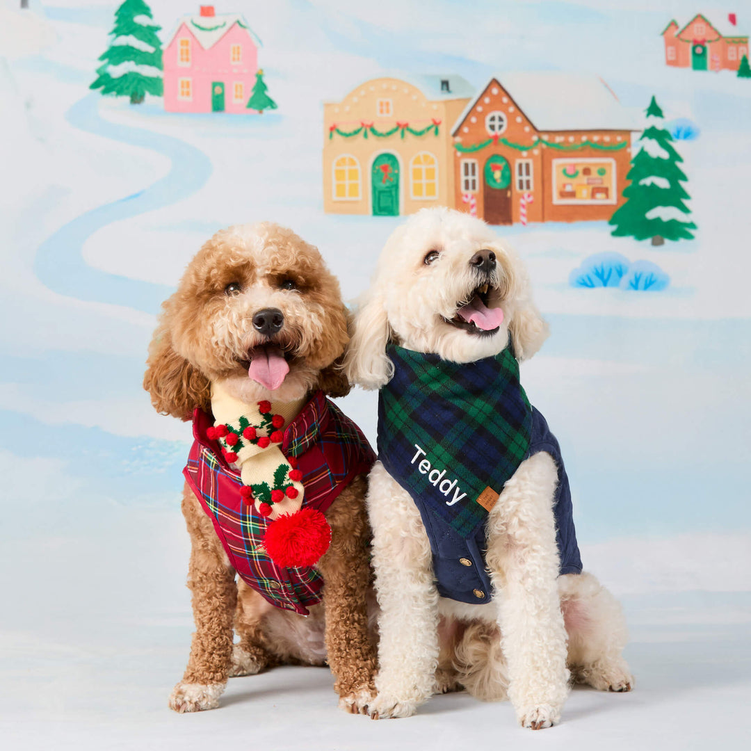 Two curly-coated dogs in winter jackets, one in tartan with a holly scarf and one in blue with a plaid bandana.
