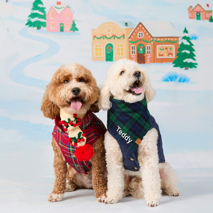 Two curly-coated dogs in winter jackets, one in tartan with a holly scarf and one in blue with a plaid bandana.