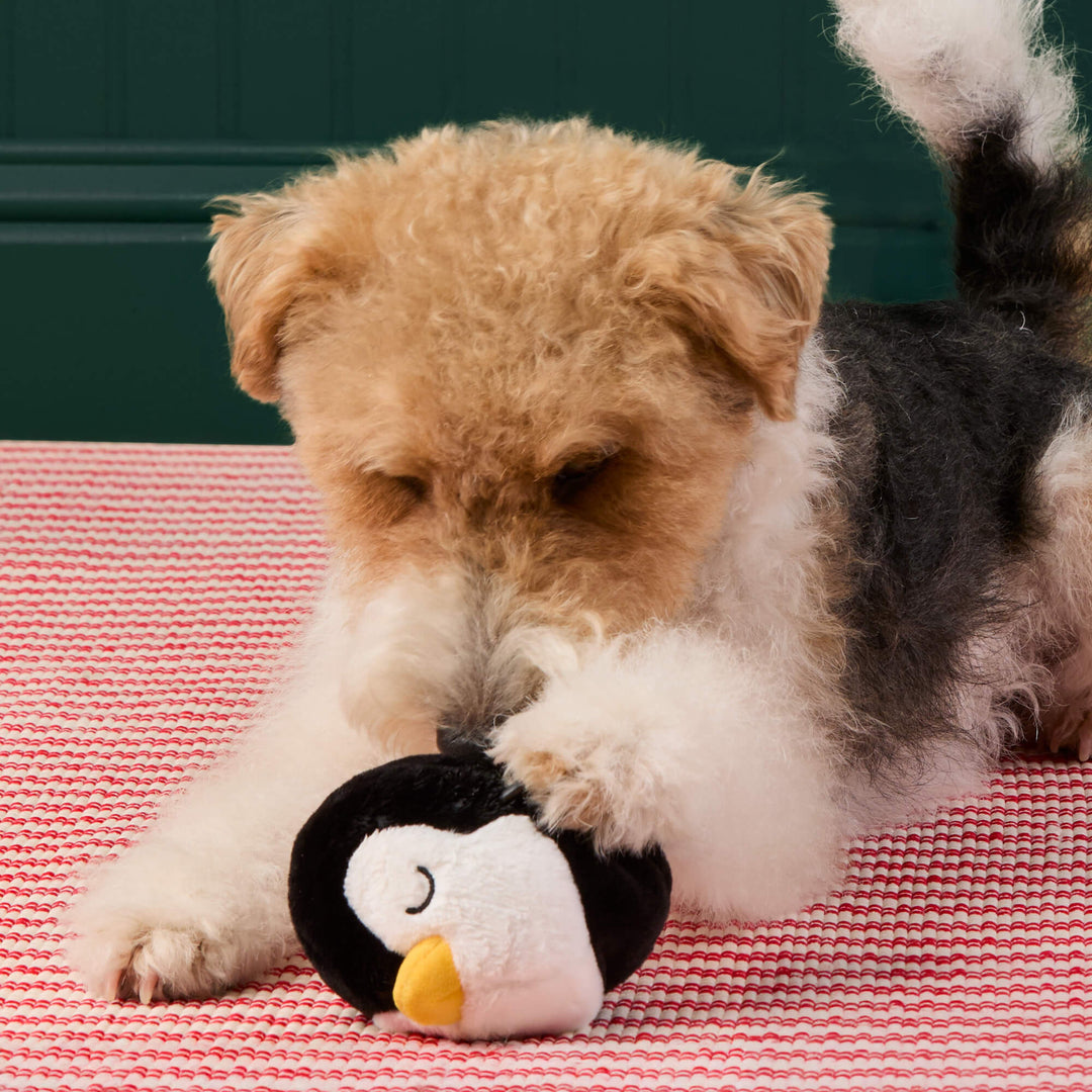 Wire-haired terrier holding a black-and-white penguin toy between its paws on a red-striped rug.