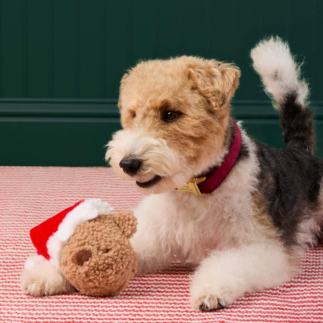 Wire fox terrier lying with the Santa teddy toy on a red striped rug
