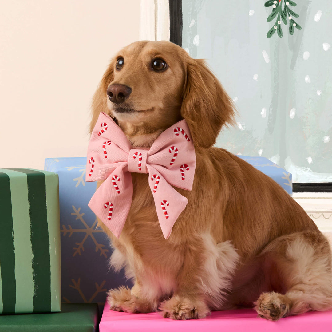 Long-haired dachshund in the pink candy cane bow perched on wrapped gifts by a frosted window