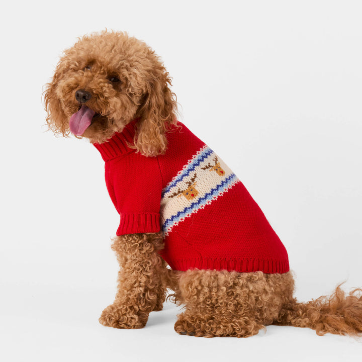 Apricot poodle sitting in the red reindeer Fair Isle dog Christmas sweater on a pale gray backdrop