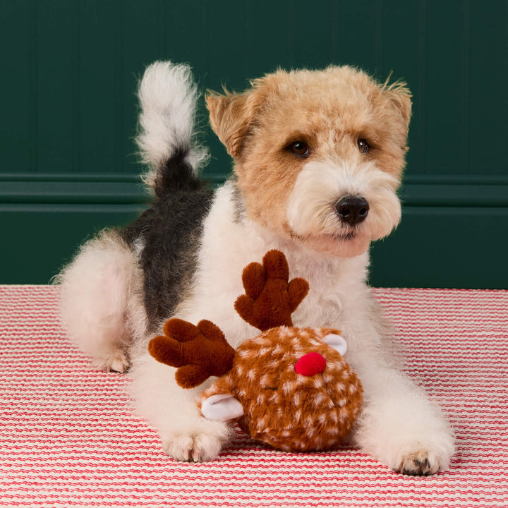 Wire fox terrier lying with the reindeer toy on a red striped rug