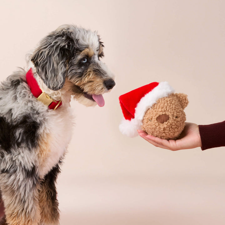 Merle doodle in a red collar looking at the Santa teddy toy held out on a palm